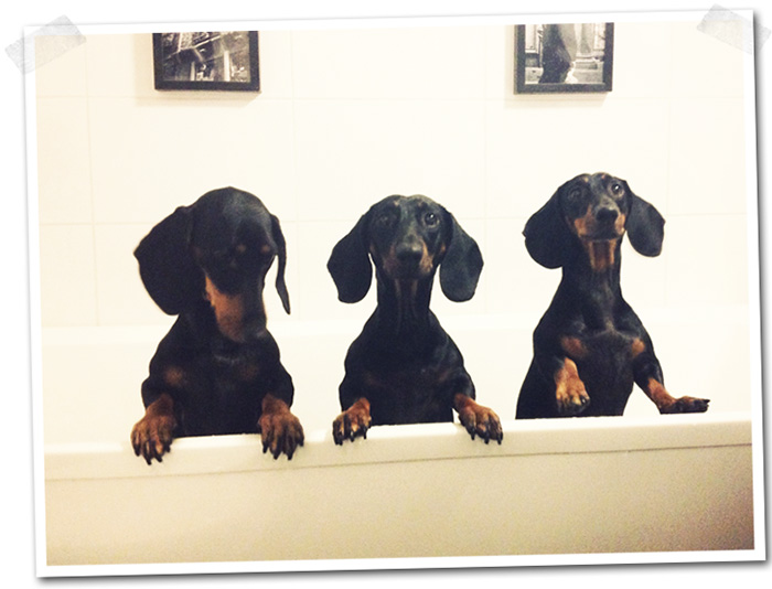 2014-10-13-stellaharasek-dachshund-sisters
