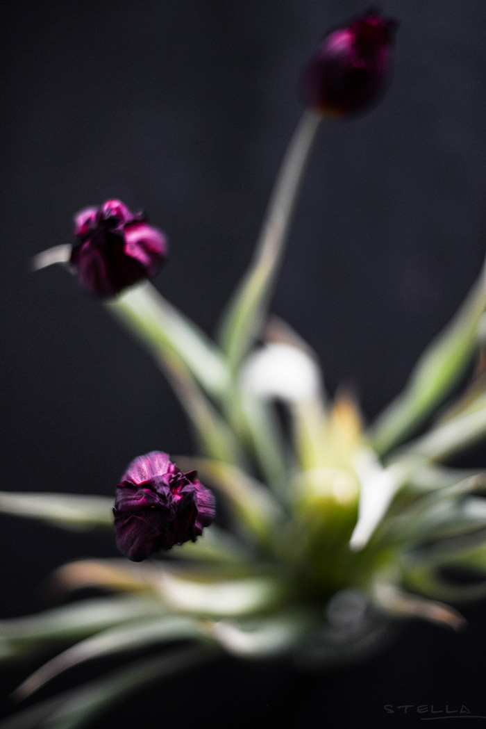 2015-02-16-stellaharasek-flowers-01